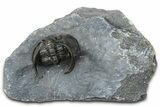 Enrolled Scotoharpes Trilobite - Boudib, Morocco #363012-2